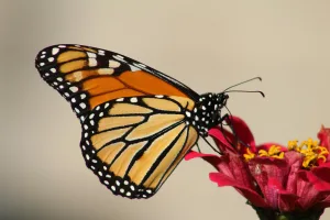 Monarch butterfly on flower